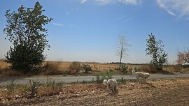 Felsőszentiván