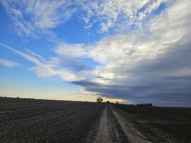 Borota
