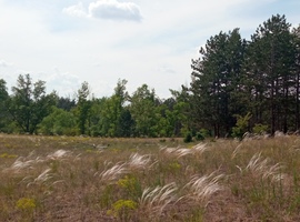 Árvalányhaj 