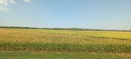 Szabadbattyán