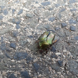 Budapest XVI.ker - Cinkota