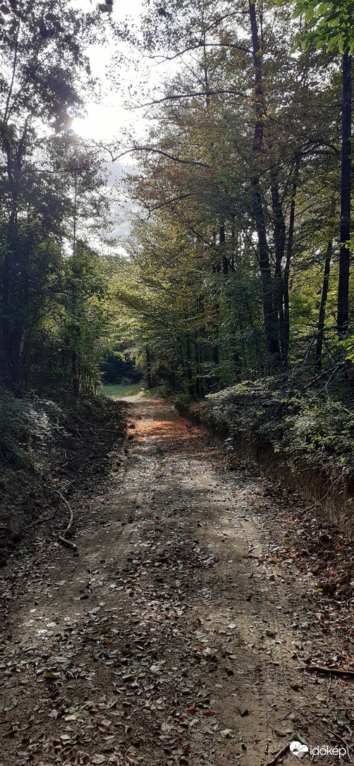 Parádsasvári erdő