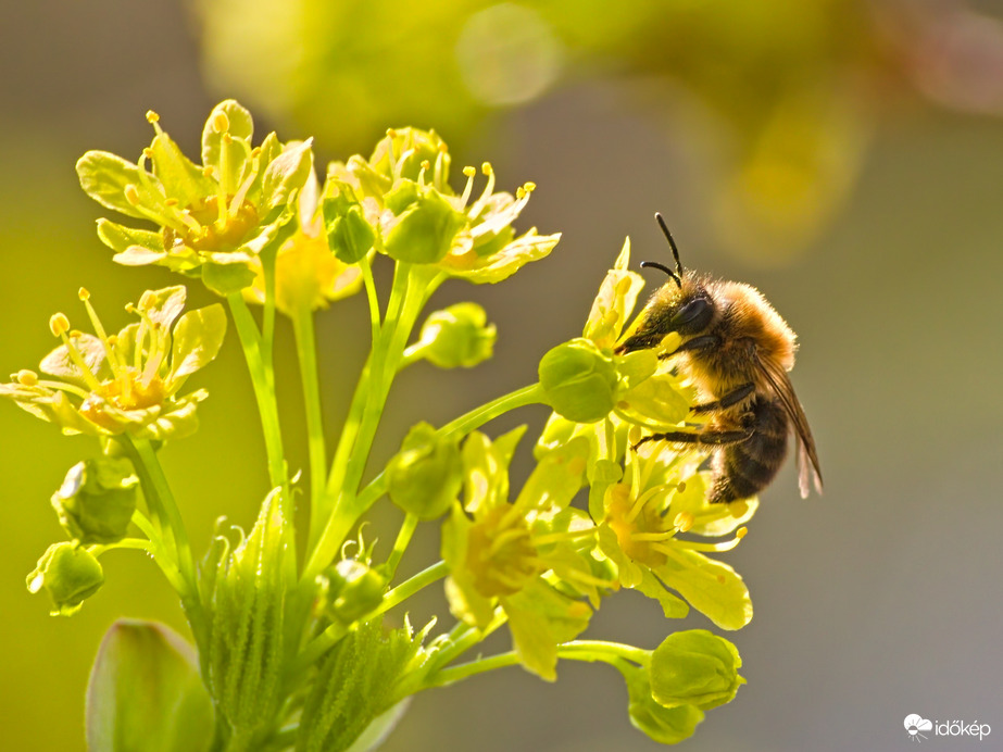Megjelentek a gyűjtögetők :D