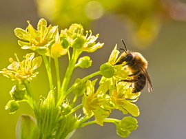 Megjelentek a gyűjtögetők :D