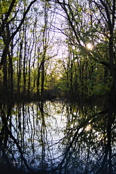 Erdei tükörösvény