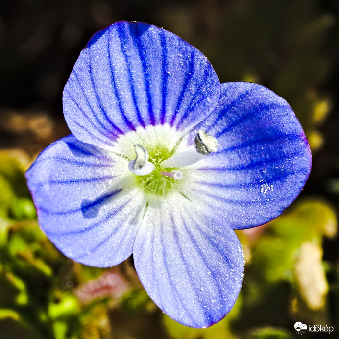 Ki mondta, hogy a gazok nem szépek?