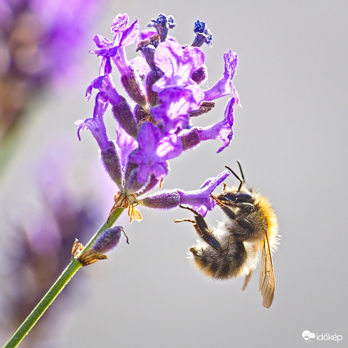 Megjelentek az idei levendula-alpinisták