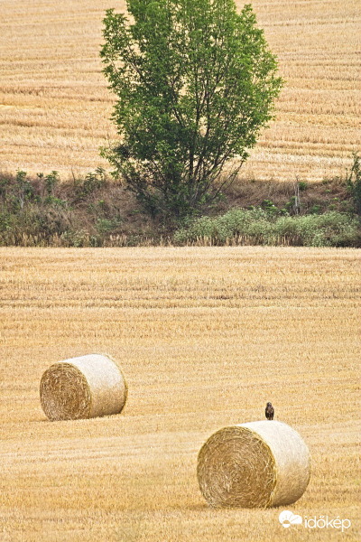 Alacsonyles