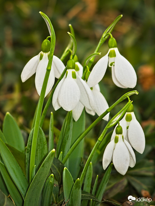 Tavasz? Februárban...