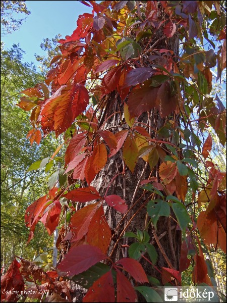 Őszi színkavalkád