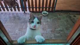 Tódi vagyok engedj be vazze