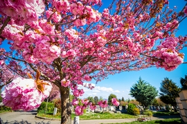 Pécsi Központi Temető Tavasszal