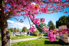 Pécsi Központi Temető Tavasszal