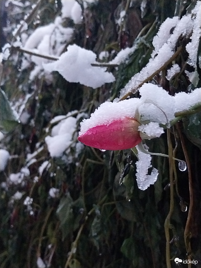Decemberi rózsa