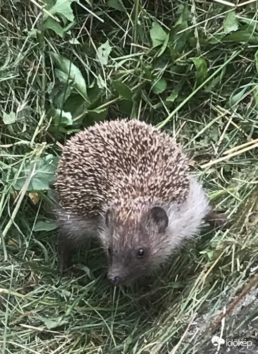 Süni