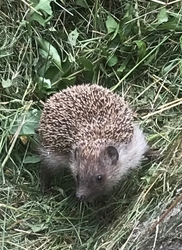 Süni
