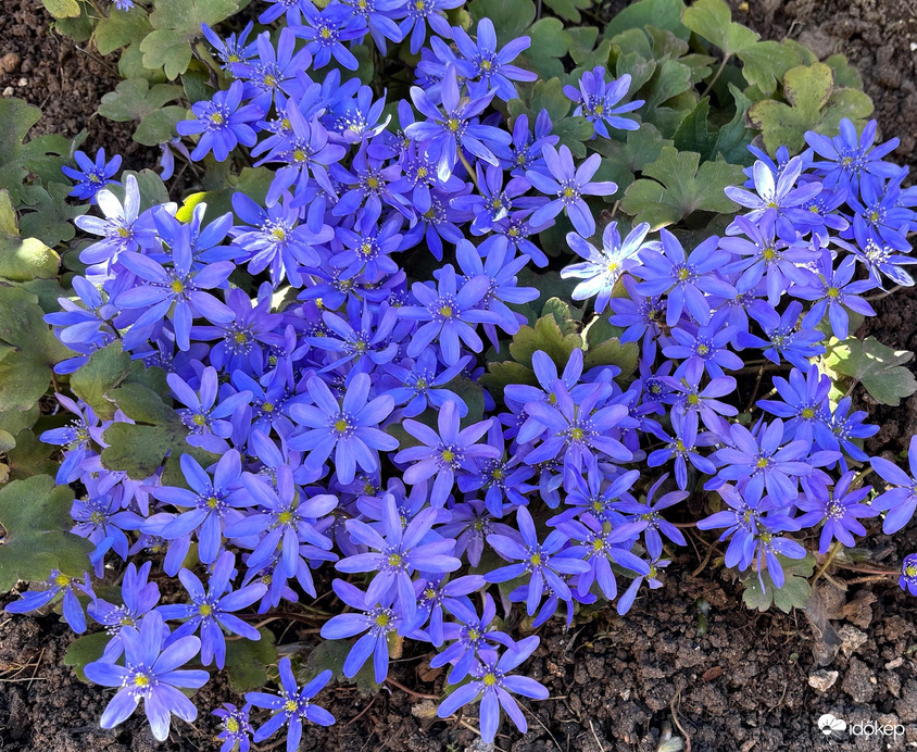 Téltemető szépségem