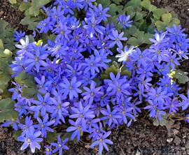 Téltemető szépségem