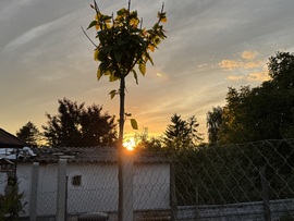 Szivarfában a Naplemente