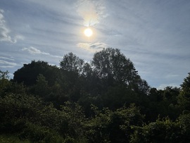 Zöld óriás tölgyfák 