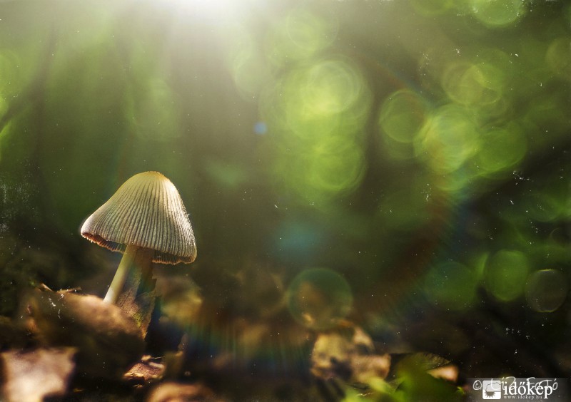 meseerdő mélyén :) 