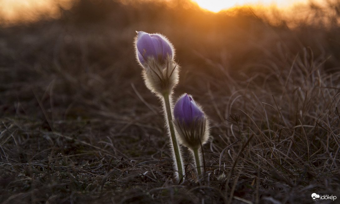 Leánykökörcsinek.