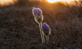 Leánykökörcsinek.