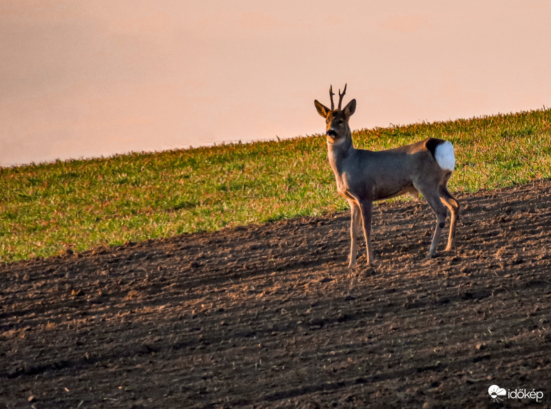 Őzbak napkeltében.