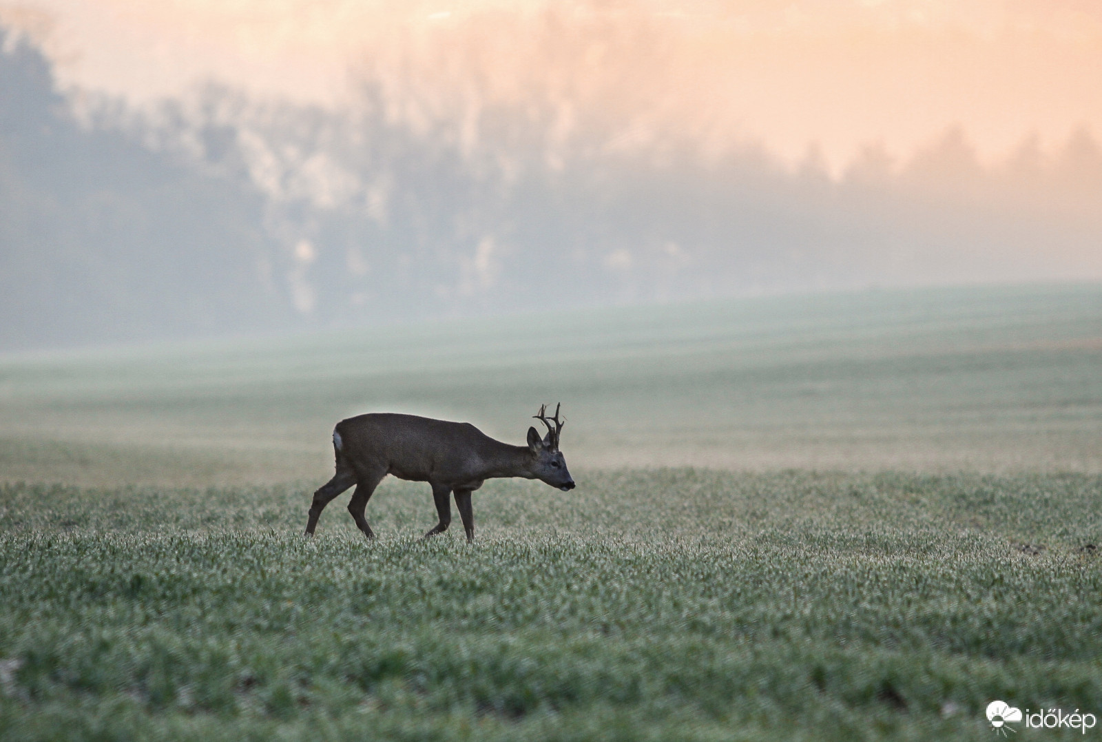 Őzbak napkeltében.