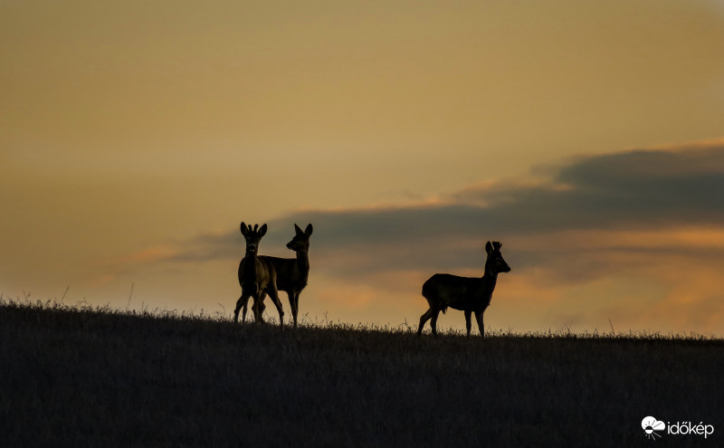 Őzek napkeltében.