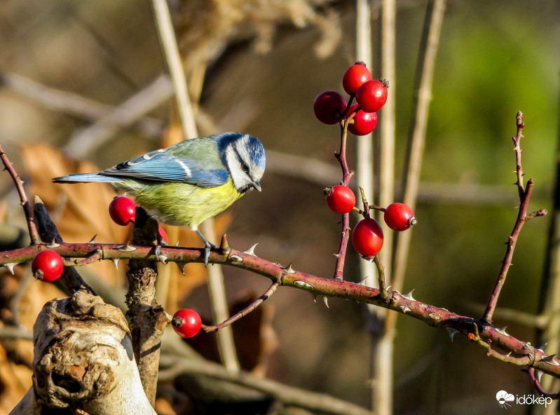 Kékcinege csipkebogyón.