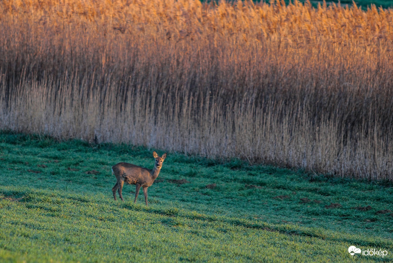 Őzsuta reggeli fényben.