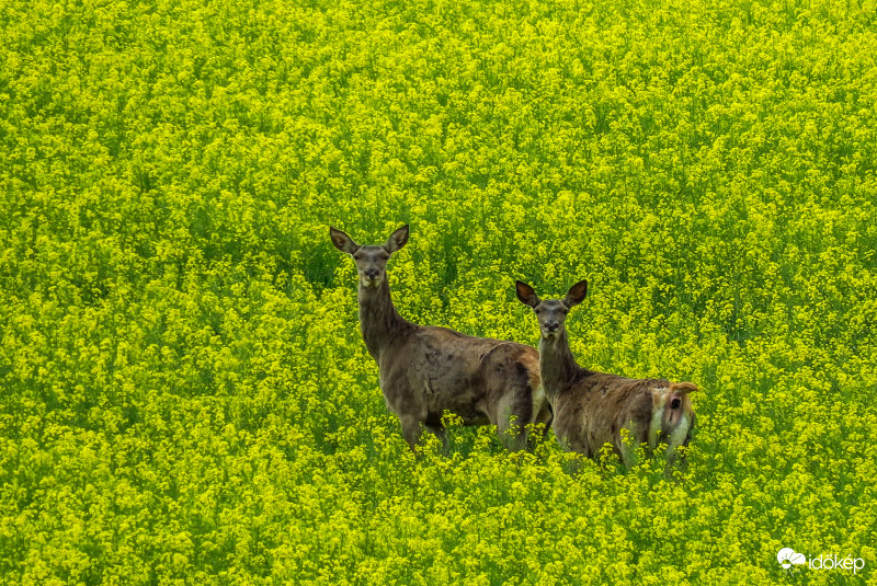 Gimszarvasok repcében!