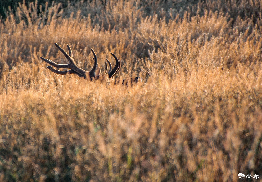 Gimszarvas barkásan.