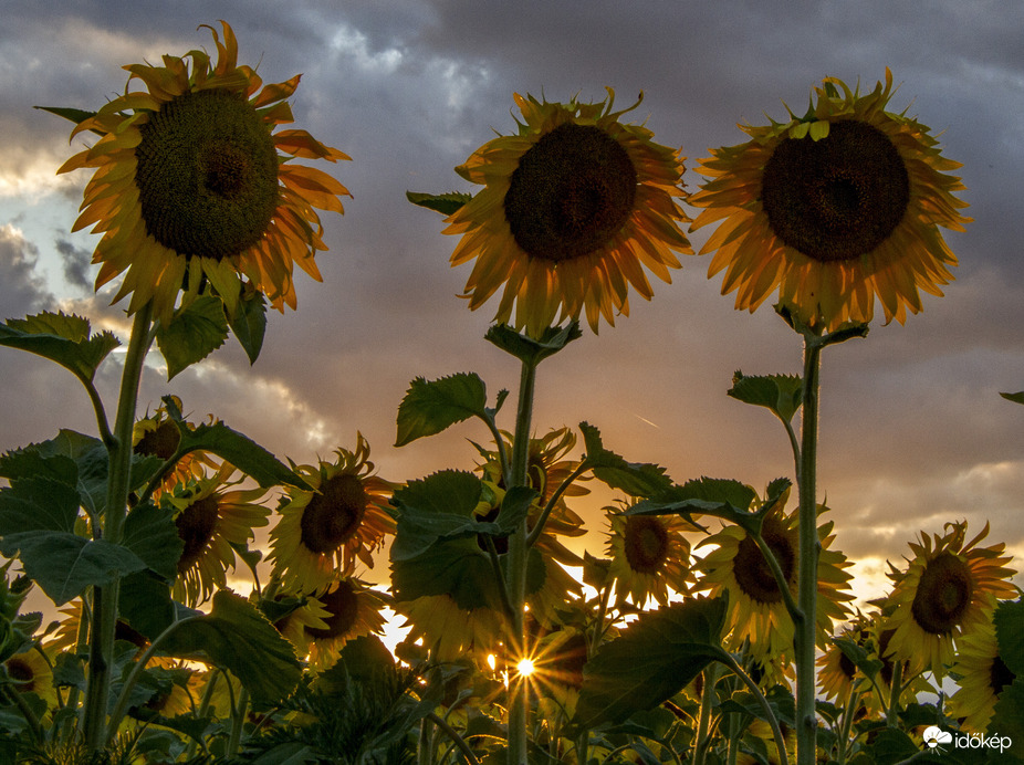 Napraforgós, naplementés Csetényben!