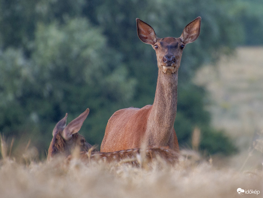 Szarvastehén borjával! Csetény.