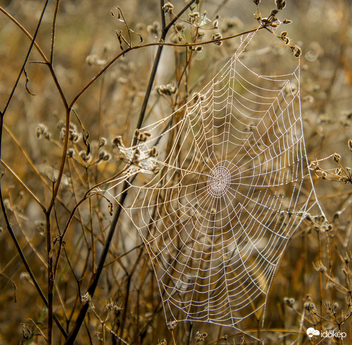 Pókháló reggeli párában!