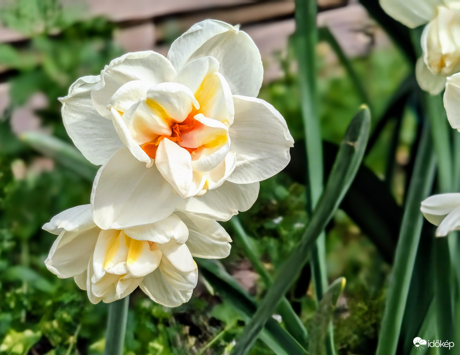 Teltvirágú nárcisz 