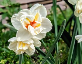 Teltvirágú nárcisz 