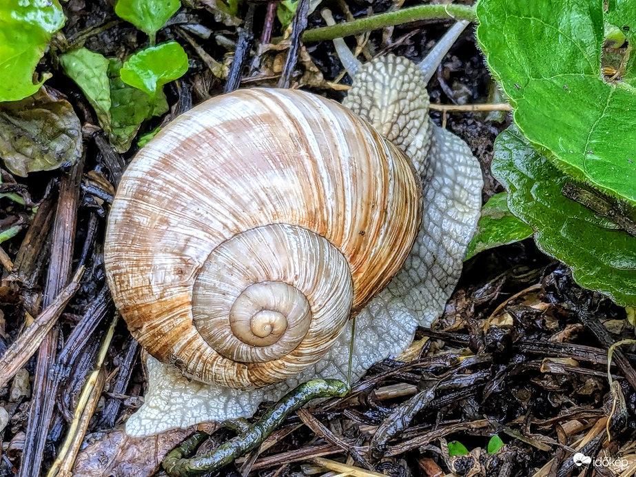 Polgárdi, eső után 