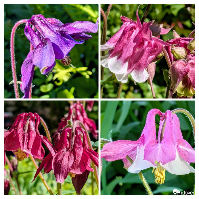 Harangláb-variációk :)