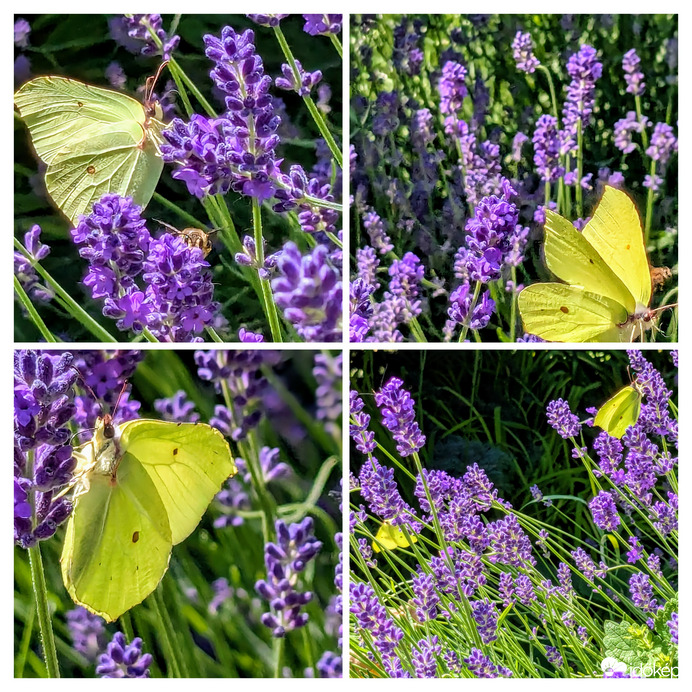 Zajlik az élet a virágoskertben2