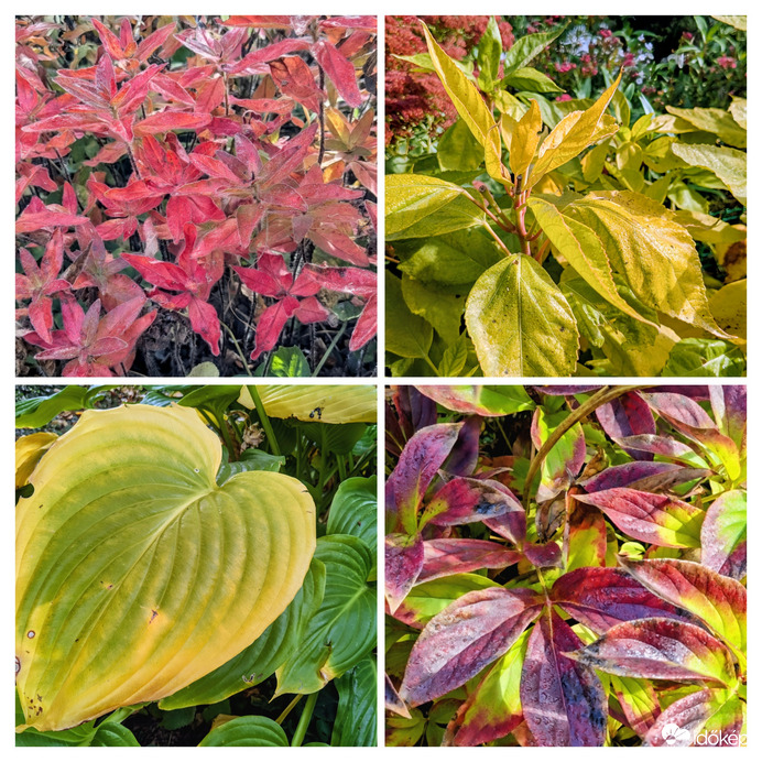 A viráglevelek is "őszülnek"