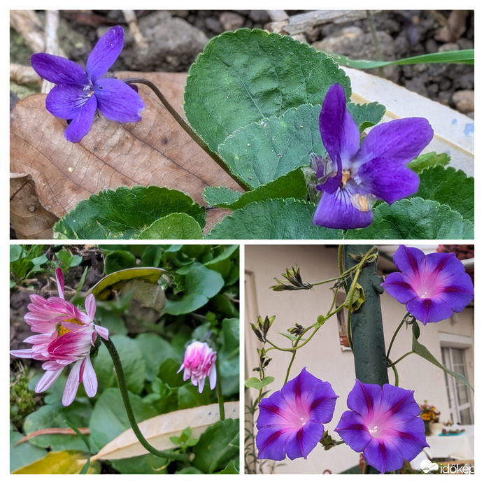 Virágok novemberben :)