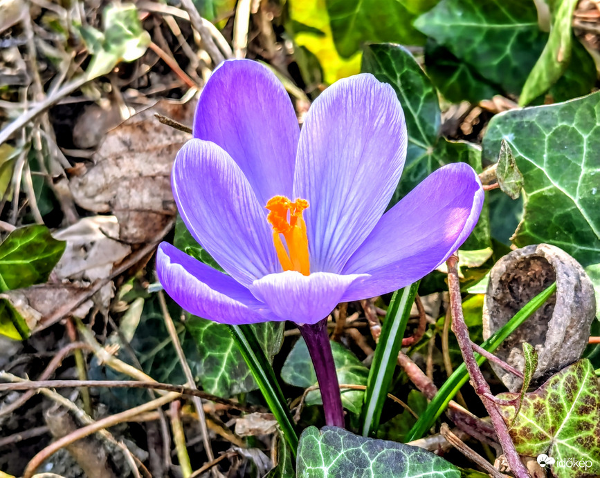 Megkésett Krókuszom 