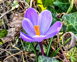 Megkésett Krókuszom 