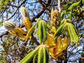 Polgárdi, Vadgesztenye 