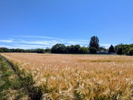 Polgárdi, derült, 26 C,