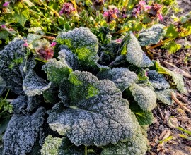 Polgárdin is fagyott