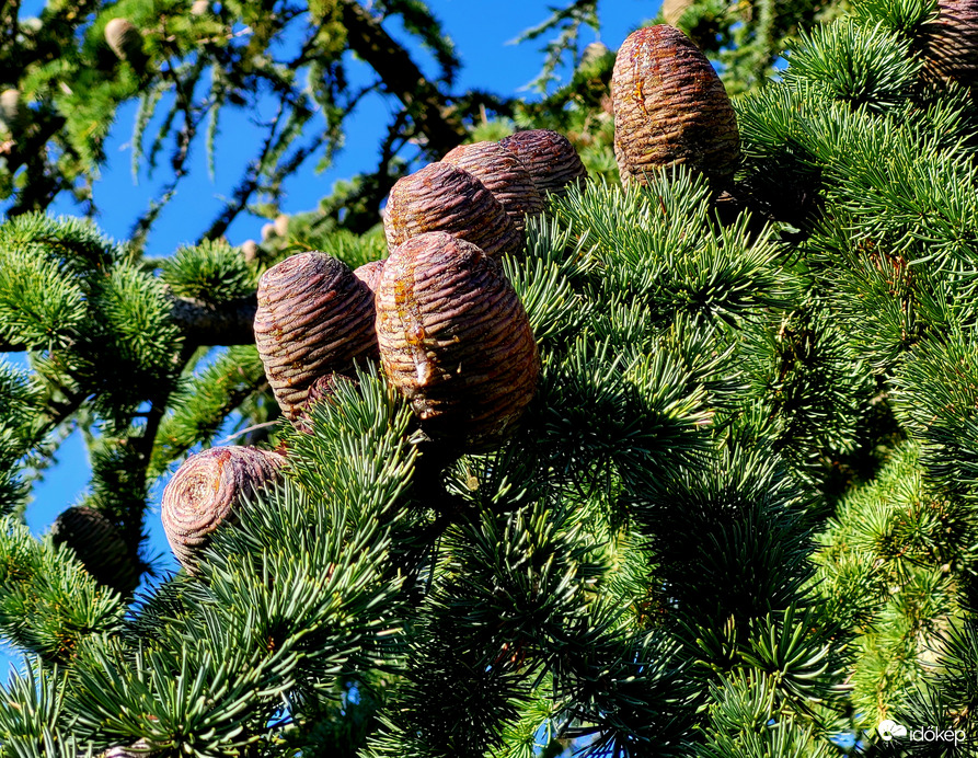 Atlasz cédrus 